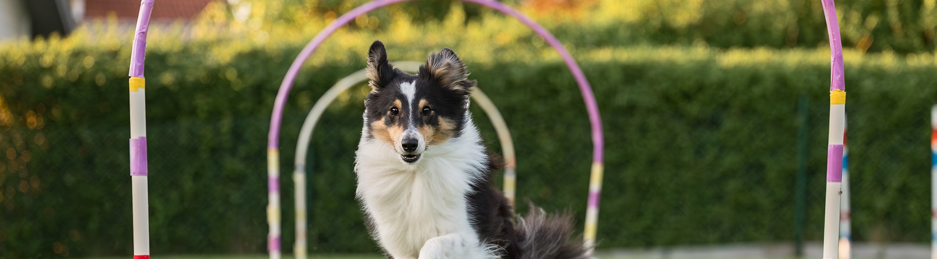 Sheltie som såringer genom en Hoop
