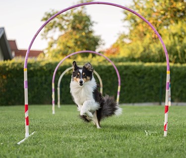 Sheltie som såringer genom en Hoop