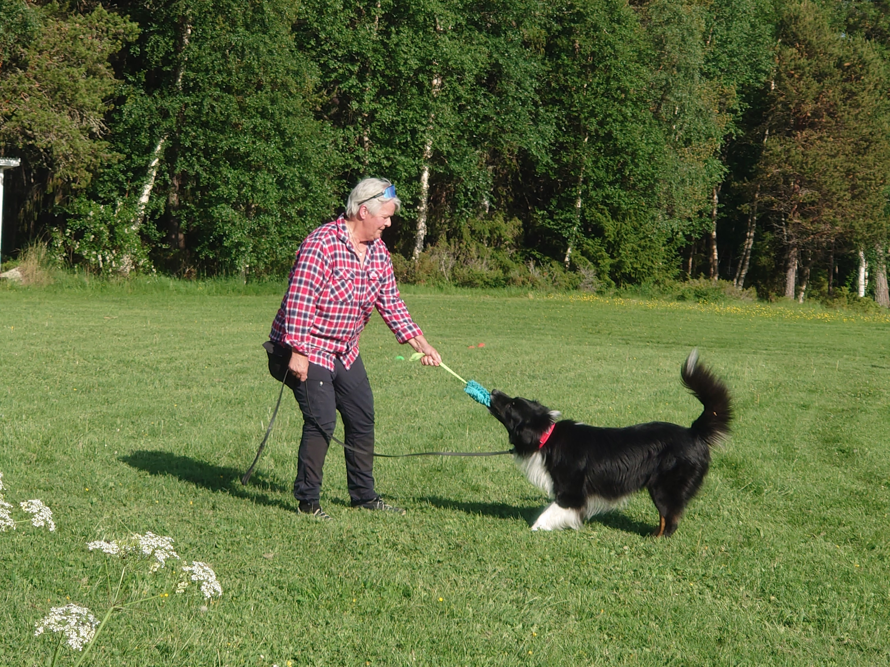 Dragkamp/lek med hund.
