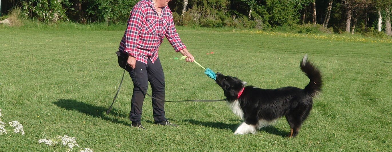 Dragkamp/lek med hund.