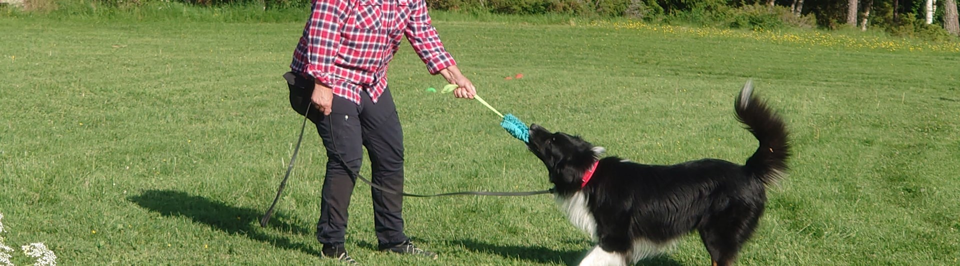 Dragkamp/lek med hund.