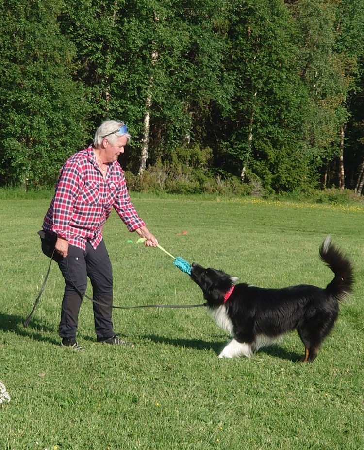 Dragkamp/lek med hund.