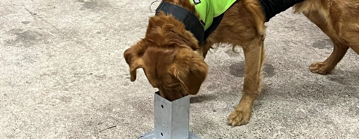 Golden retriever markerar i specialsök