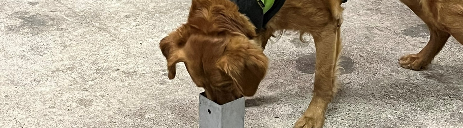 Golden retriever markerar i specialsök