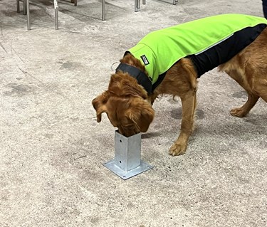 Golden retriever markerar i specialsök