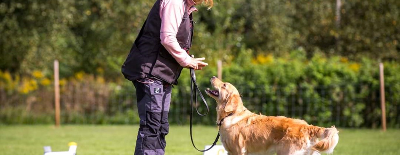 Hund med förare i rallymoment
