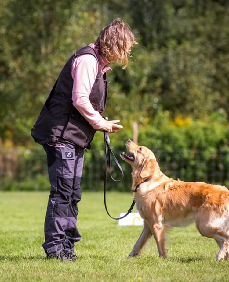 Hund med förare i rallymoment