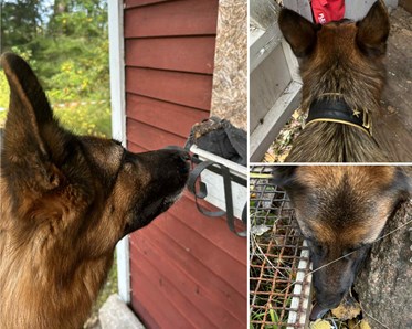 Schäfer som markerar föremål