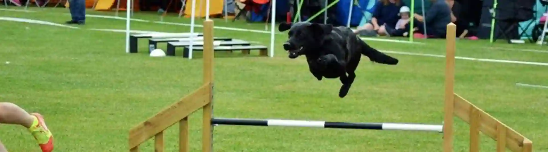 Jakt labrador hoppar över ett hinder på en agilitytävling.