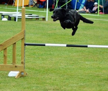 Jakt labrador hoppar över ett hinder på en agilitytävling.