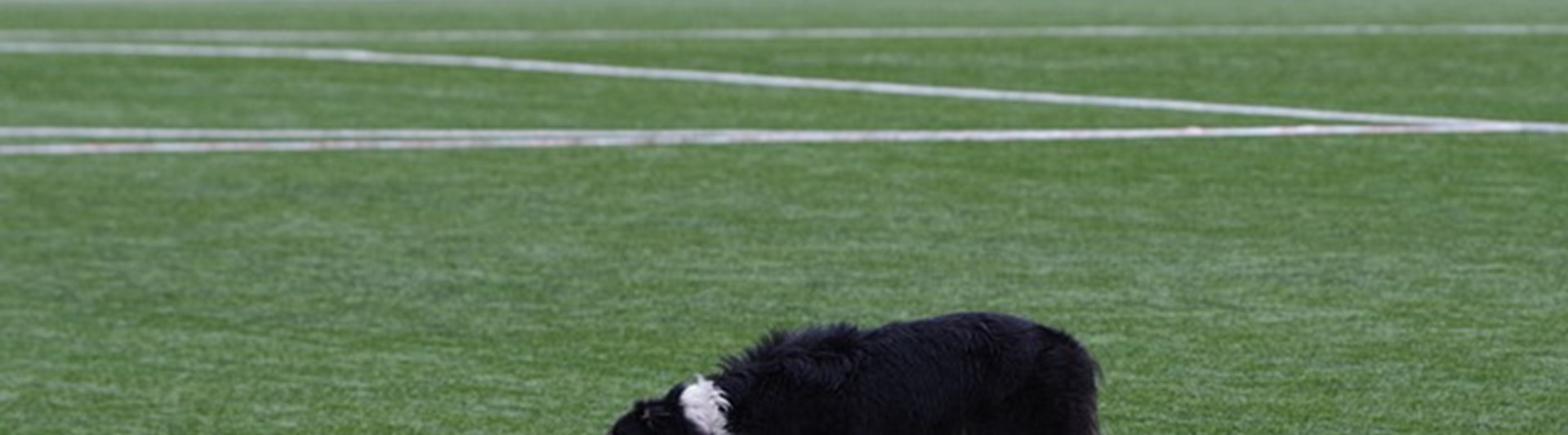 Border collie i lydnadsrutan