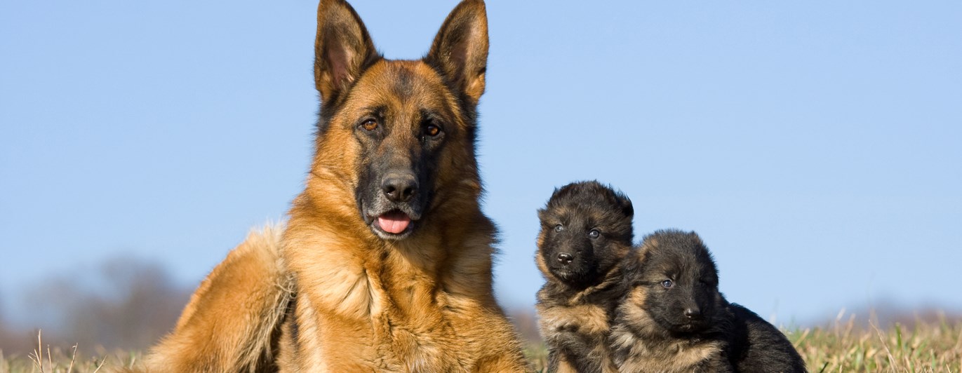 Schäfer med tre valpar