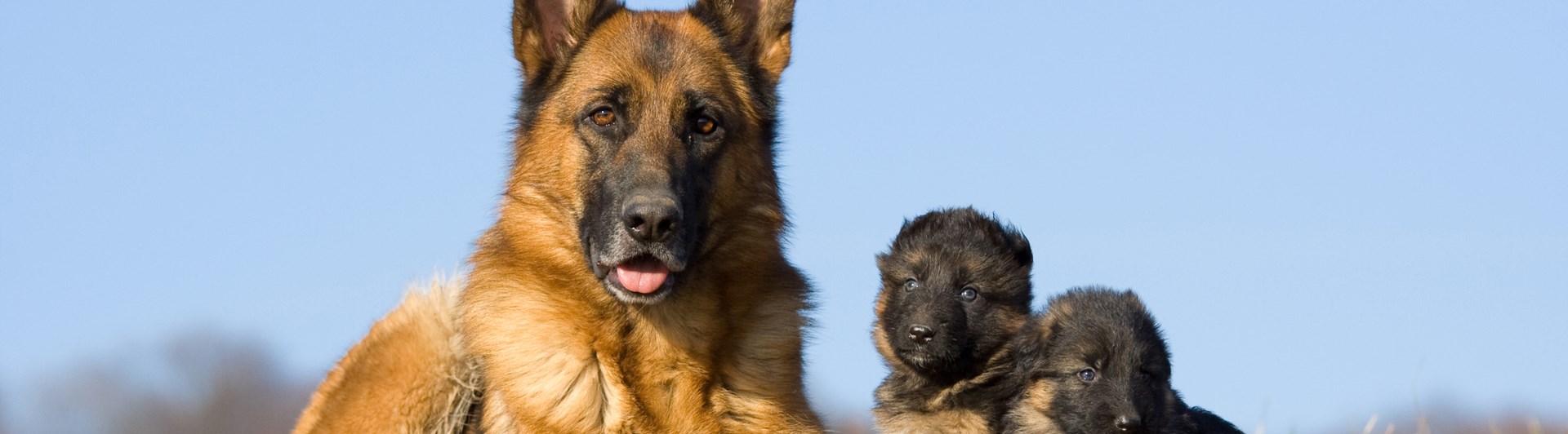 Schäfer med tre valpar