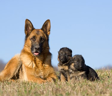 Schäfer med tre valpar