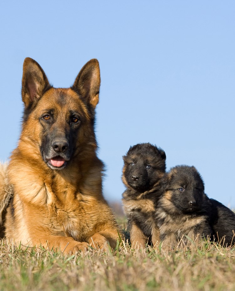 Schäfer med tre valpar