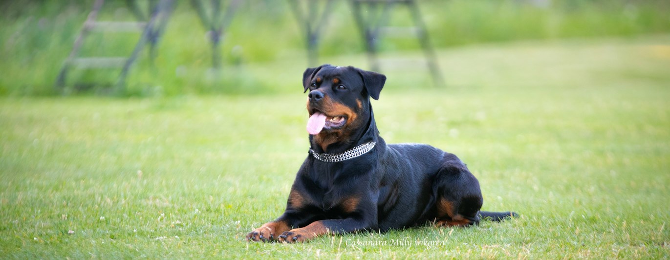 Rottweiler