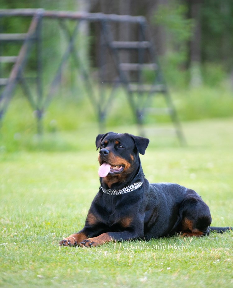 Rottweiler