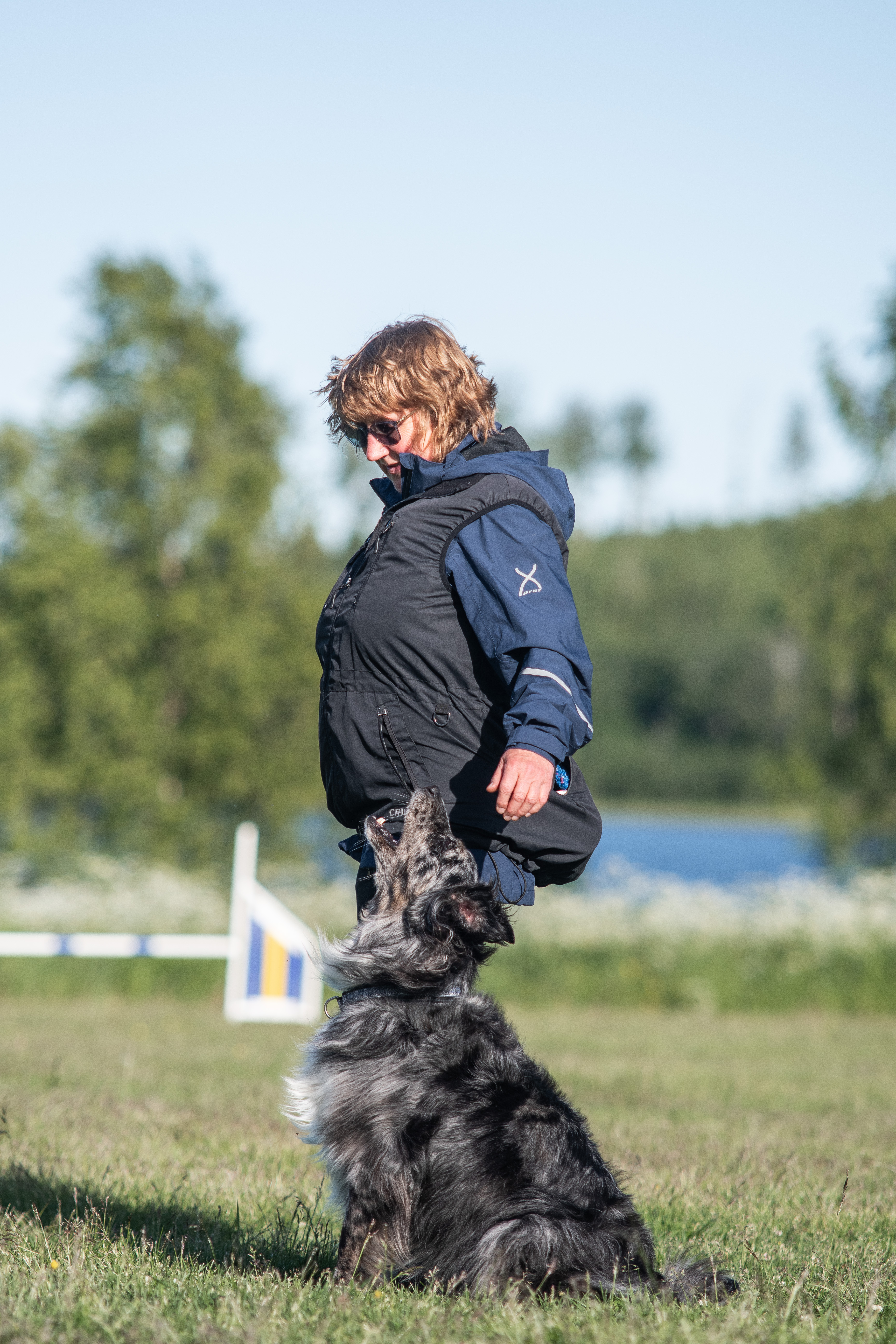 En aussie tik sitter fotposition vid matte.