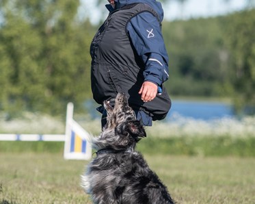 En aussie tik sitter fotposition vid matte.