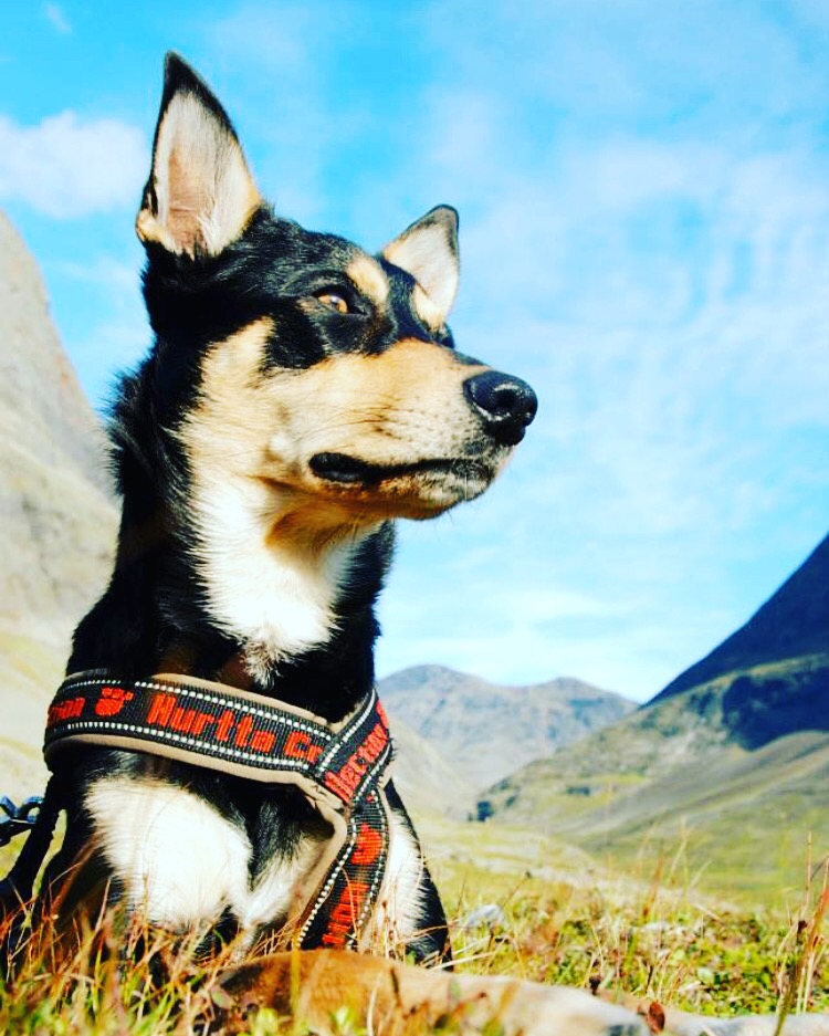 Aktuella kurser på Mullsjö brukshundsklubb 