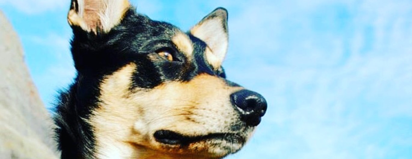 Aktuella kurser på Mullsjö brukshundsklubb