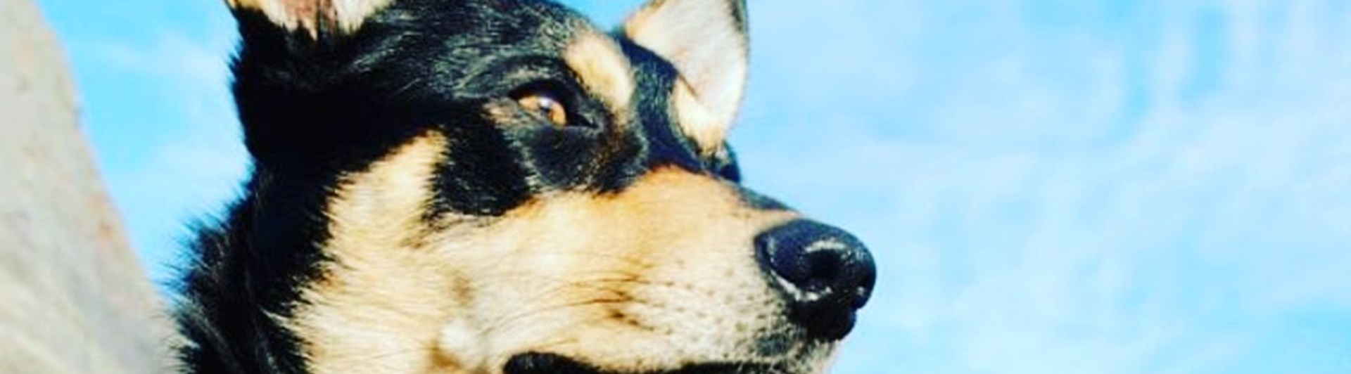 Aktuella kurser på Mullsjö brukshundsklubb