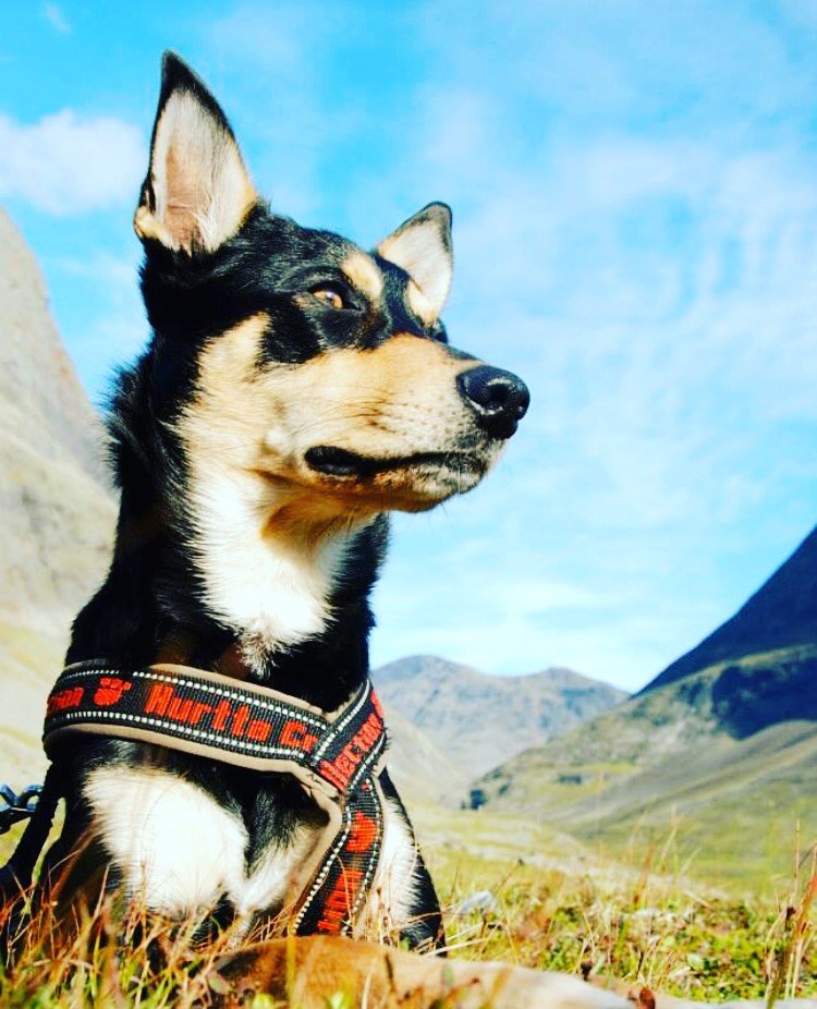 Aktuella kurser på Mullsjö brukshundsklubb