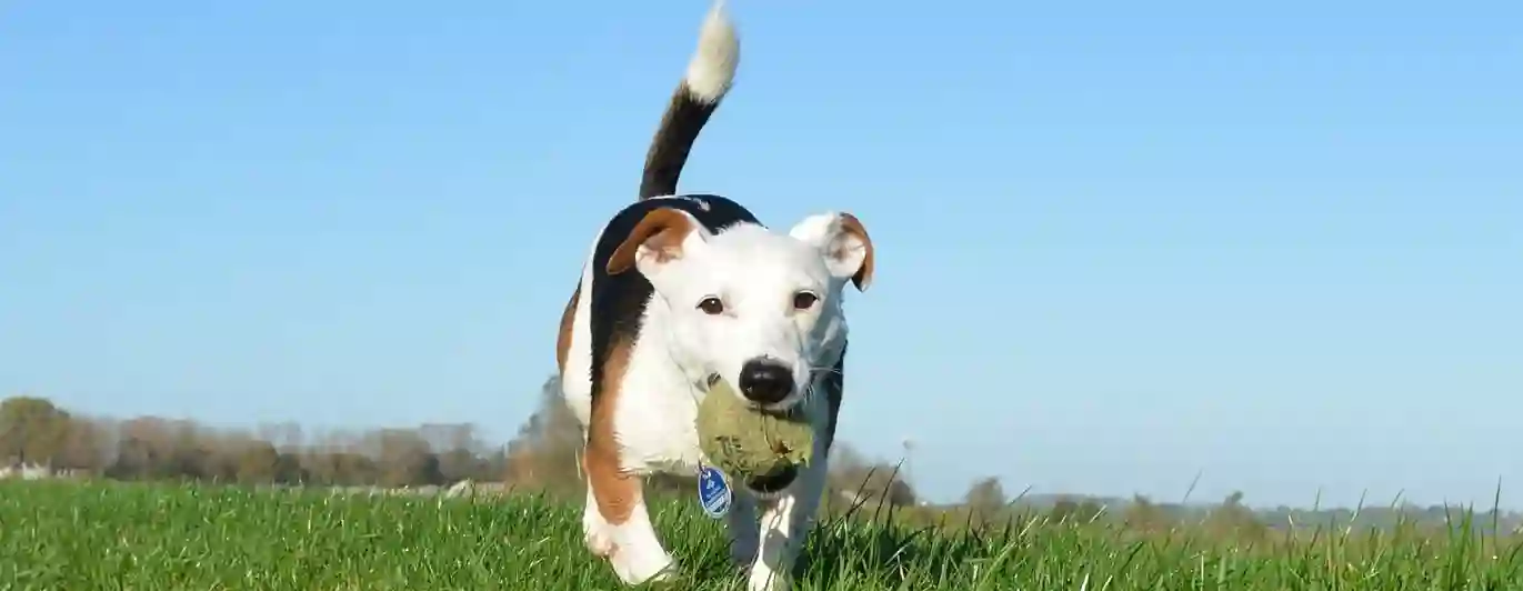 Hund går i gräset med en tennisboll i munnen