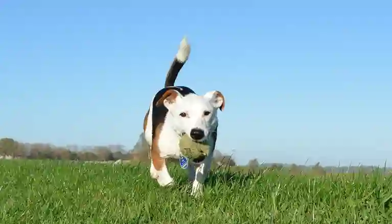 Hund går i gräset med en tennisboll i munnen