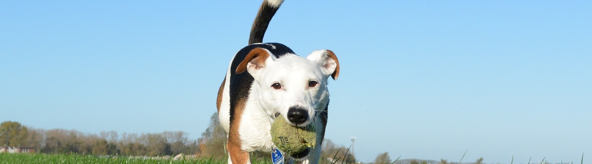 Hund går i gräset med en tennisboll i munnen