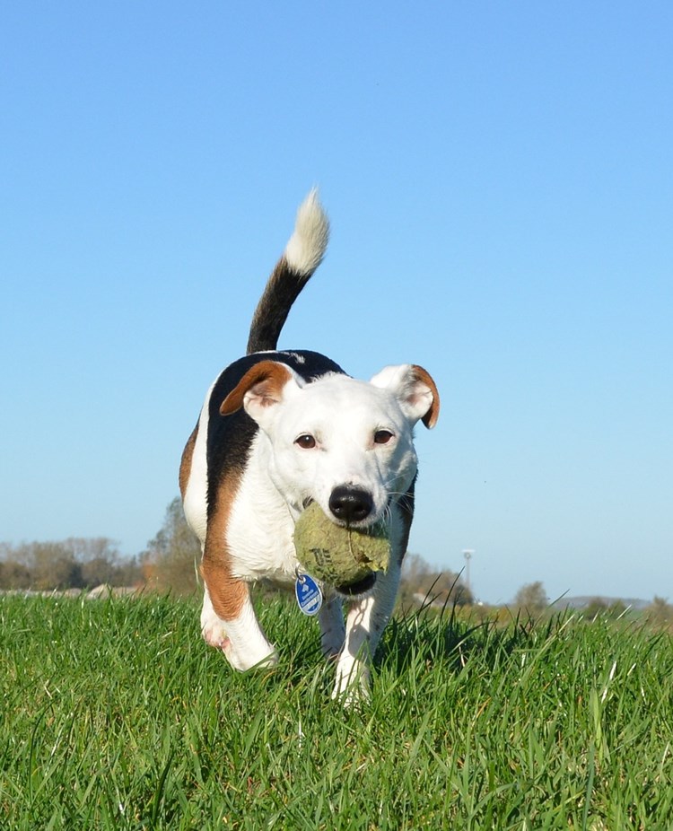 Hund går i gräset med en tennisboll i munnen