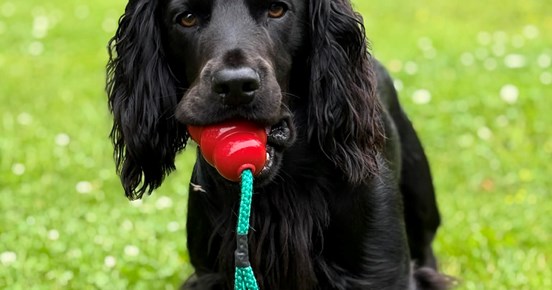 cocker