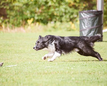 Border collie kör hoopers