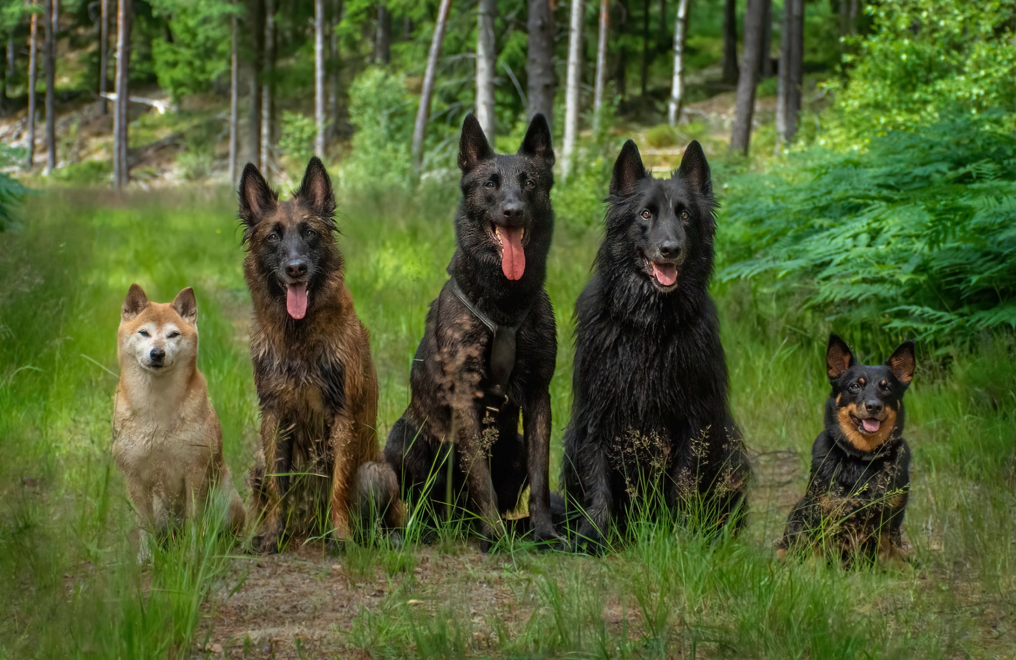 5 hundar som sitter bredvid varandra i skogen