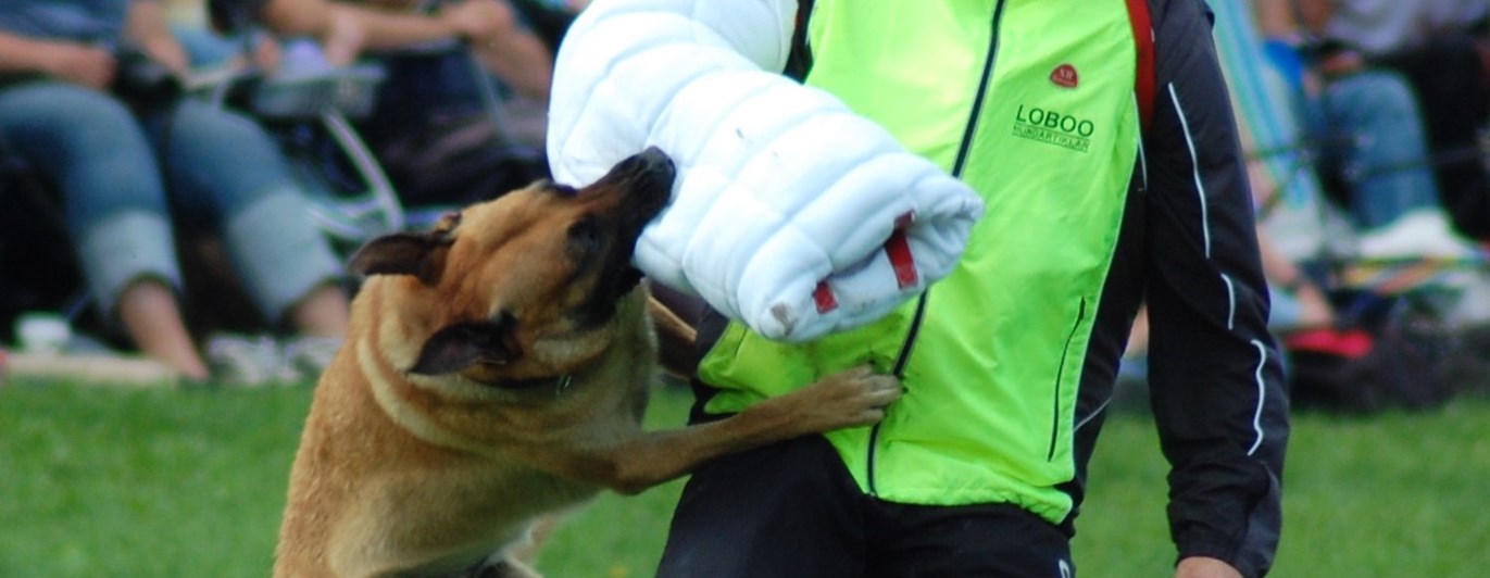 Malle biter i skyddsärm