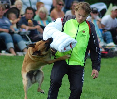 Malle biter i skyddsärm