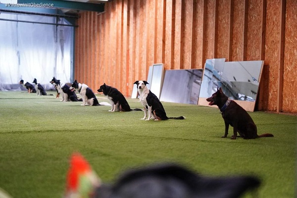 Hundar under momentet "Sitt i grupp".