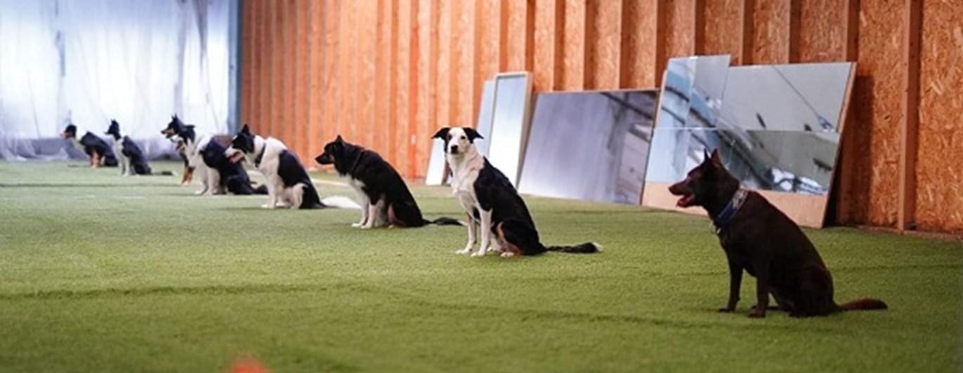 Hundar under momentet "Sitt i grupp".