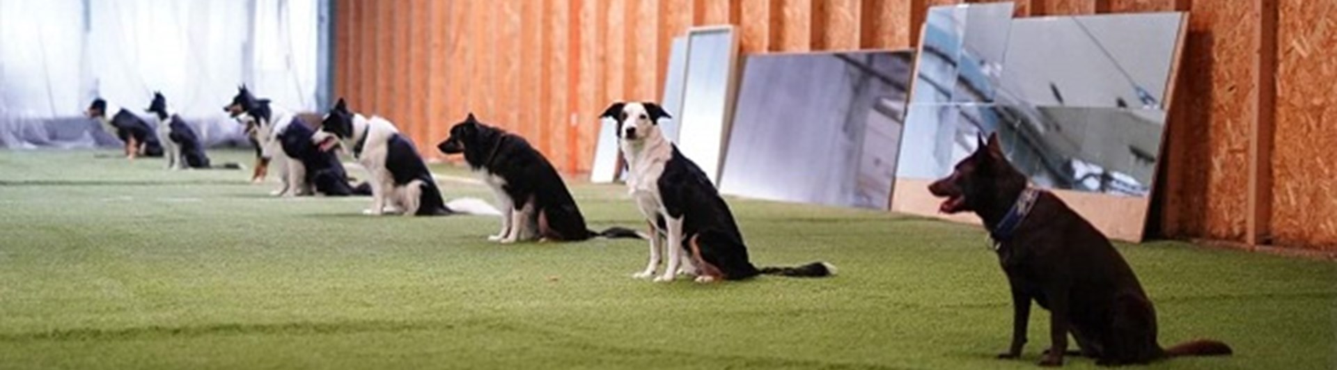 Hundar under momentet "Sitt i grupp".