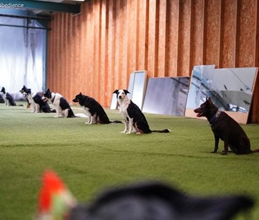 Hundar under momentet "Sitt i grupp".