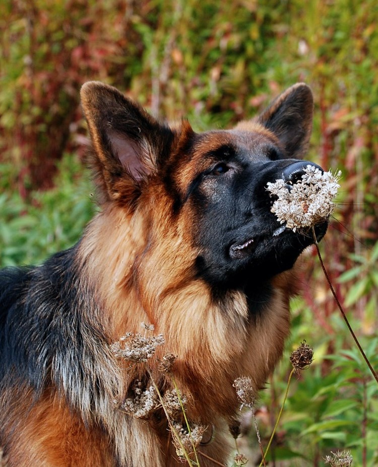 Schäfer som luktar på en blomma