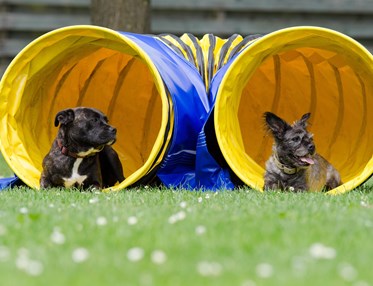 Två hundar i tunnel