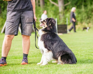 Hund som sitter vid en människa