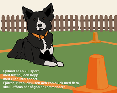 Bordercolli ligger uppmärksamt i rutan i klass 1 i tävlingslydnad. Under en vers: "Lydnad är en kul sport, med fritt följ och hopp med eller utan apport. Fjärren, rutan, cirkusen och kon-skick med flera, skall utföras när någon er kommendera.