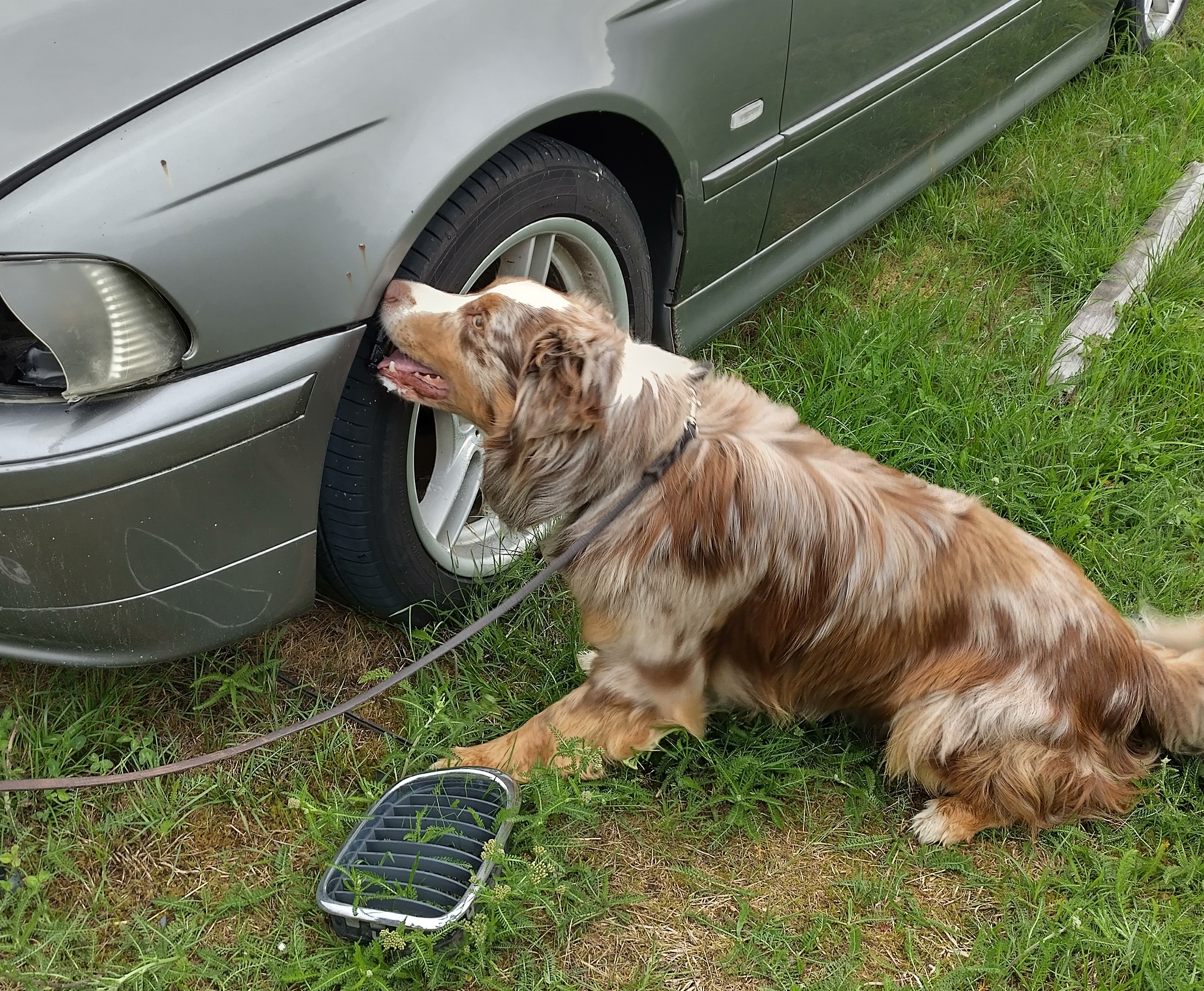 Hund som markerar en gömma i hjulhuset på en bil