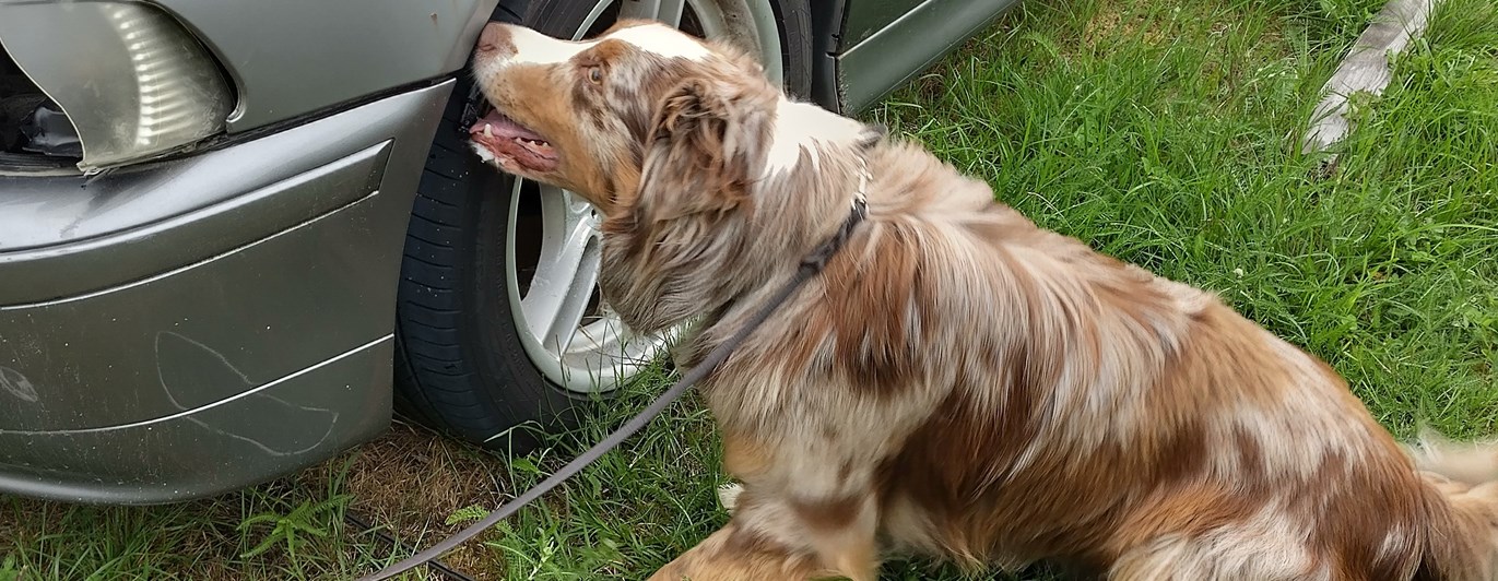 Hund som markerar en gömma i hjulhuset på en bil