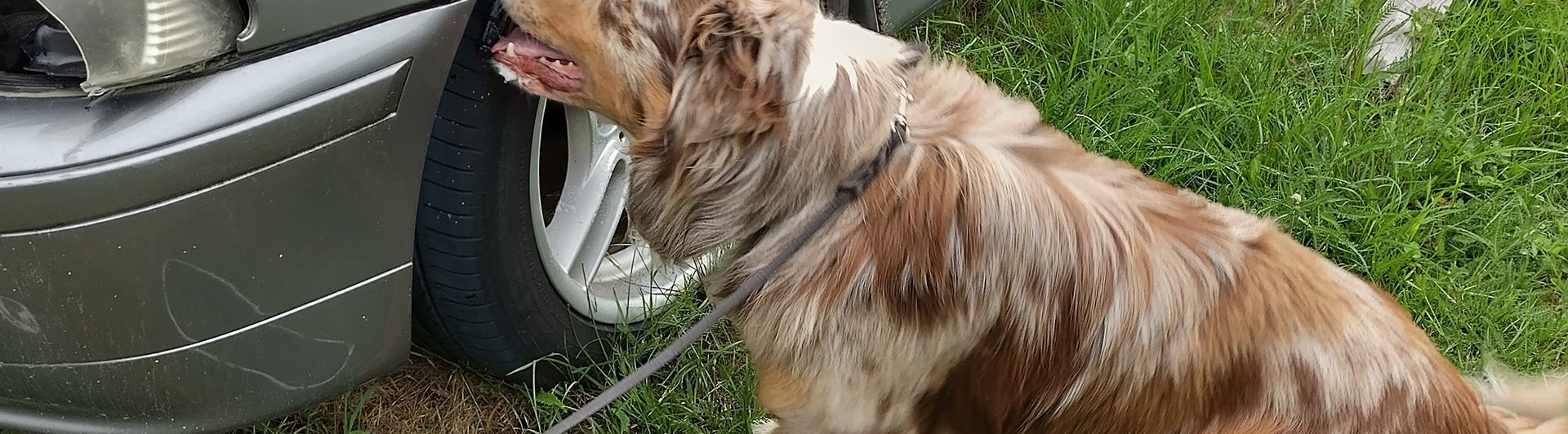 Hund som markerar en gömma i hjulhuset på en bil