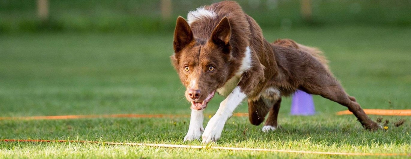 Hund som springer