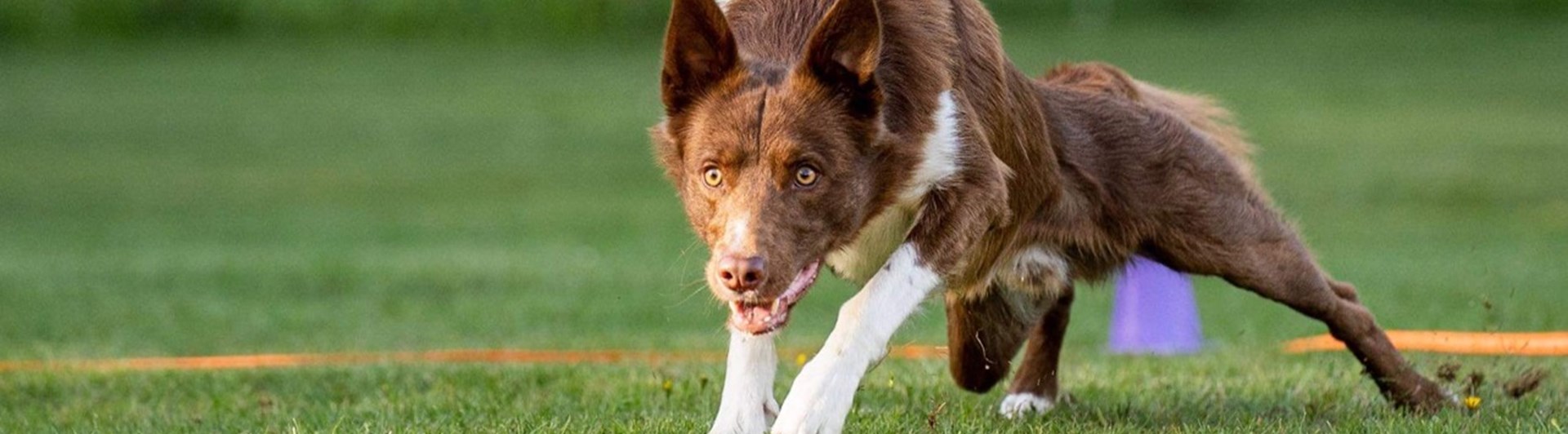 Hund som springer