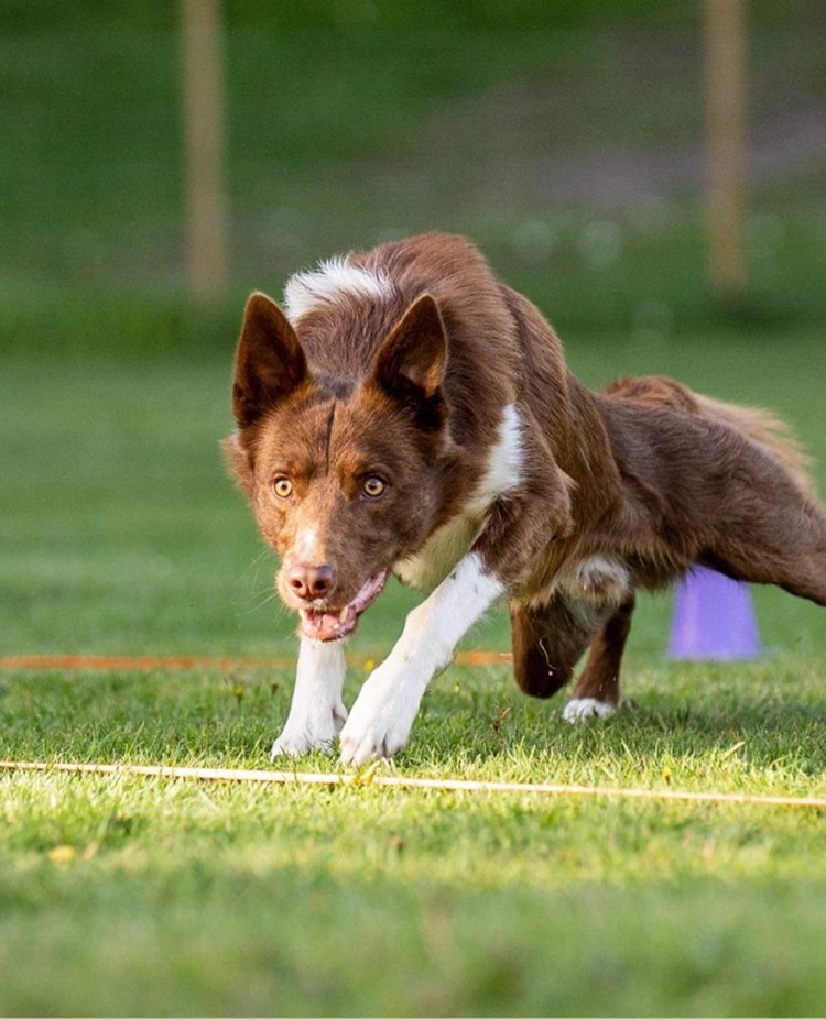 Hund som springer